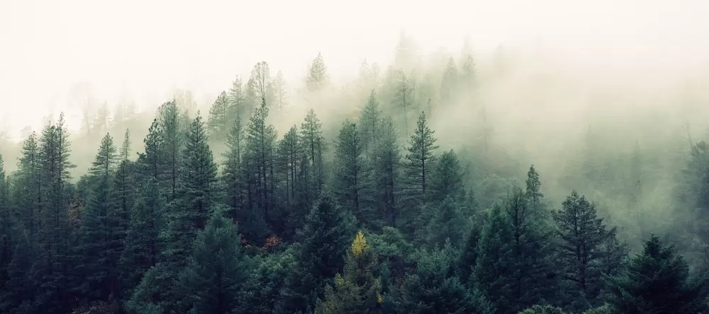 Was ist Leinwand? Wald im Nebel