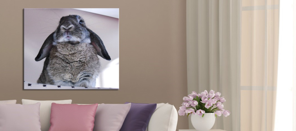 Should I Buy Canvas Prints from My-Picture.co.uk. Photo canvas print with cute rabbit. 