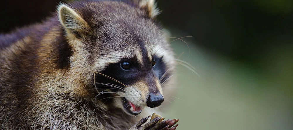 raccoon&nbsp;close up