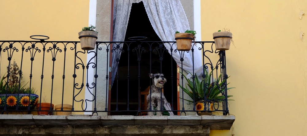 Decorating ideas for balcony. Beautiful old school balcony with plants, iron railing and dog.