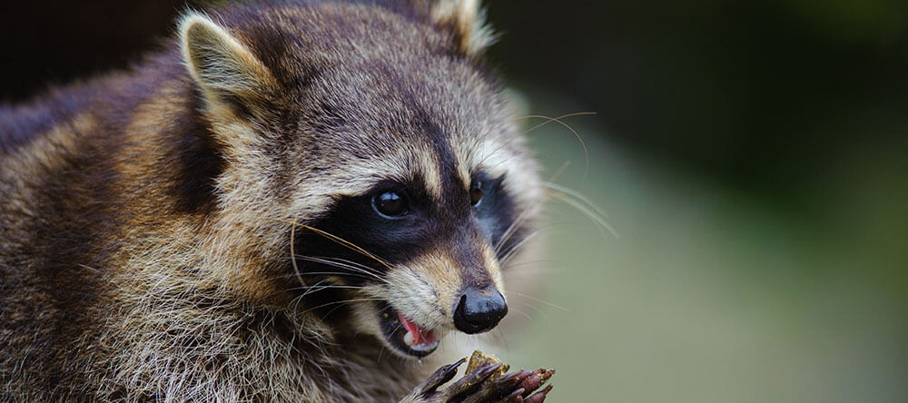 mapache de cerca